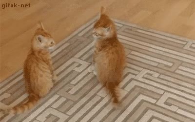 perro,cola,imitar,hermano,cansar,pelea