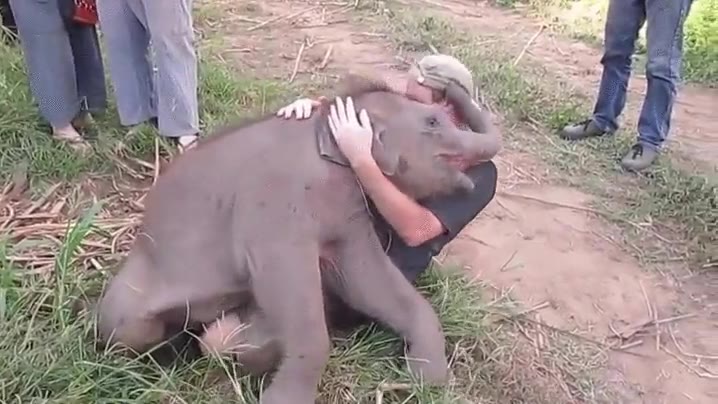 elefante,cr&iacute;a,buen lugar,sentarse