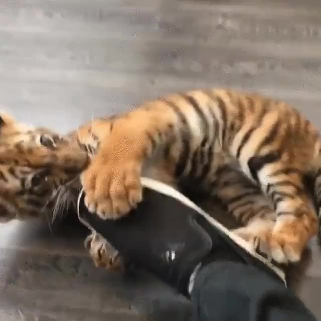 zapatillas,ayudar,romper,tigre