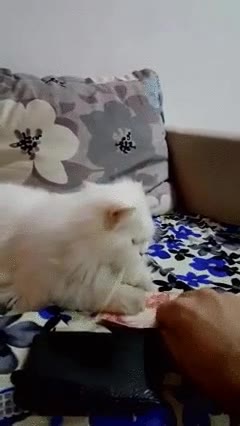 gato,convertirse,mejor manera,ahorrar,dinero
