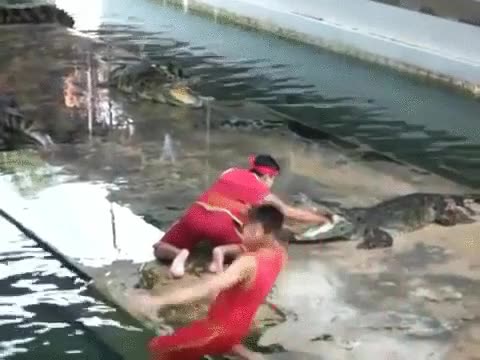 tragedia,show,cocodrilos,ca&iacute;da