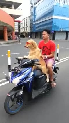 sacar,carné,moto,pensar,perro