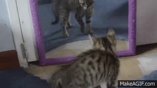 hablando,gato,chulo,espejo,fail