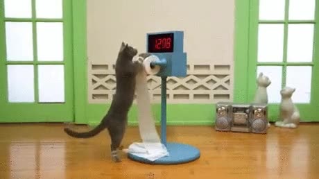 gatos,apuntado,gimnasio,puedes hacerlo