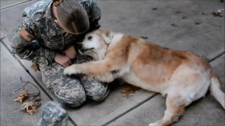 perro,emocionado,regreso,ama