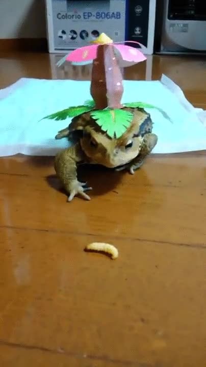 pok&eacute;mon,venusaur,caterpie