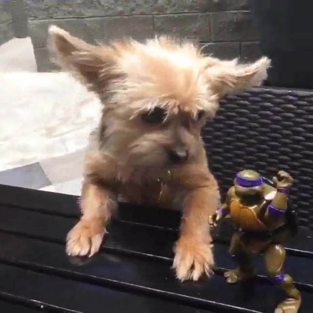 donatello,orgulloso,habilidades,gato