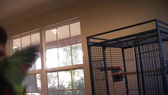 loro,piensa,dejar,mundo,m&uacute;sica