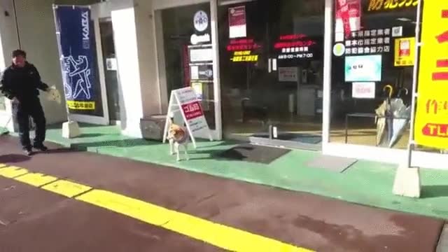 perro,puerta,autom&aacute;tica,sensor