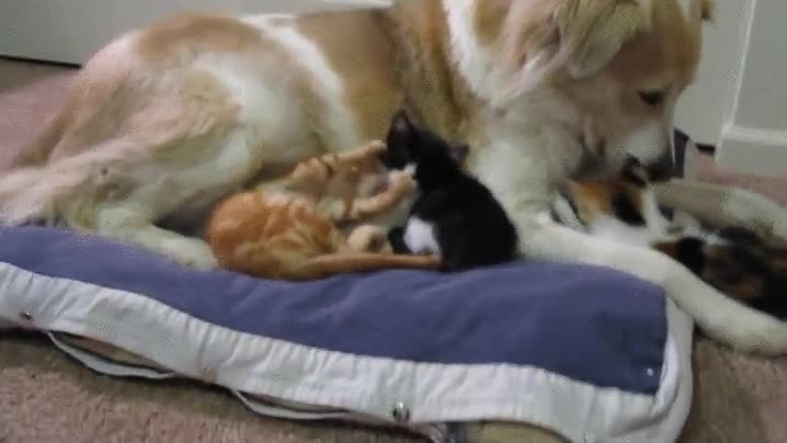 único,hacer,perro,siesta,perros