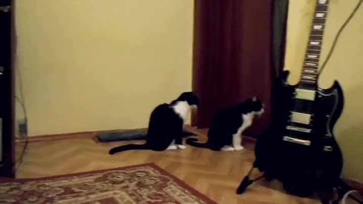 siento,mucho,gato,porfa,perd&oacute;n