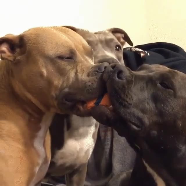perros,tozudos,soltar,pelota