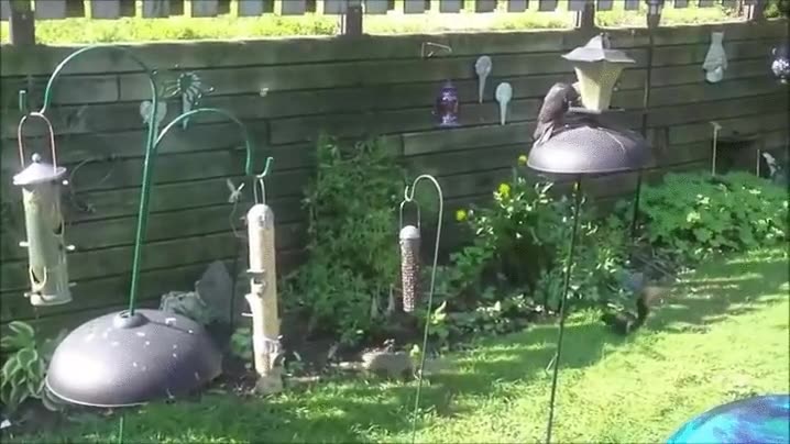 ataque,ardillas,voladoras,salto