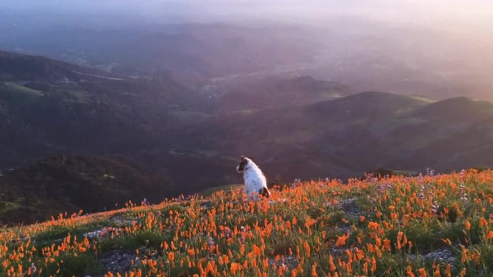 perro,descanso,sentado,contemplar,vistas