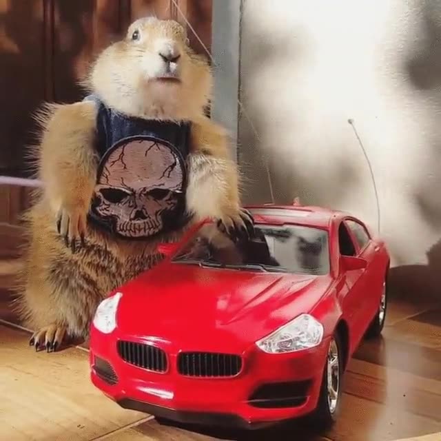 chicas,necesitar,alguien,acompañe