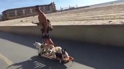 salir,paseo,familia,perros