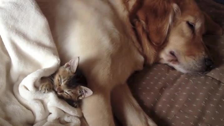 gato,decide,siesta,lado,mejor,amigo