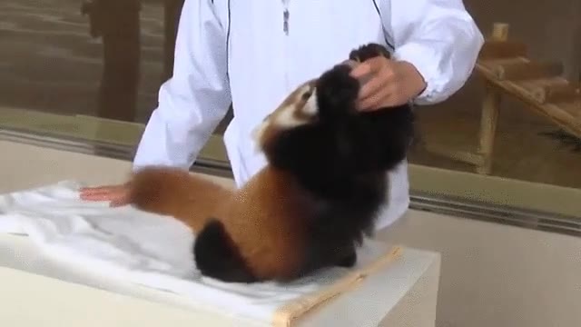 firefox,pedir. 16GB,RAM,colgars