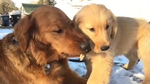 perro,cachorro,mam&aacute;,aguantar,palo,morder,nieve