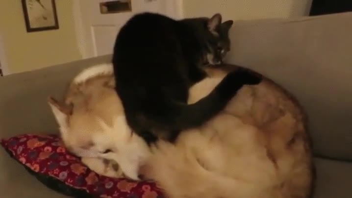 gato,encontrado,mejor,sitio,mundo,echarse,cabezadita