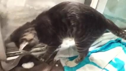 gato,suficientemente,inteligente,construir,igl&uacute;