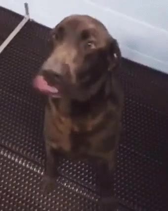 preparar,comida,favorita,perro,emoción,saltitos