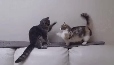 gato,paciencia,padawan,star wars