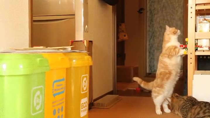 curiosidad,puede,llevar,susto,muerte,gato