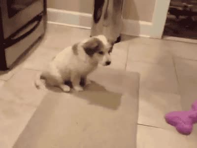 perro,nacer,habilidades,necesarias,atrapar,cosas,vuelo