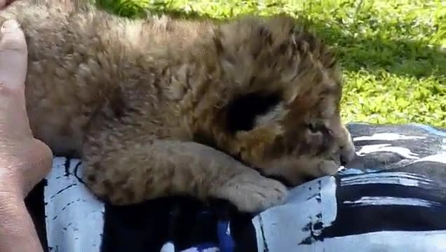 leon,fiero,pintan,dormir,encima,persona,sue&ntilde;o