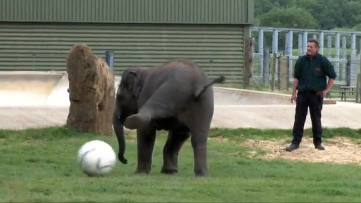 elefantes,habilidad,pase,tac&oacute;n,muchos,nosotros