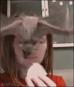 quejarse,comer,mirar,perro,murci&eacute;lago,presi&oacute;n