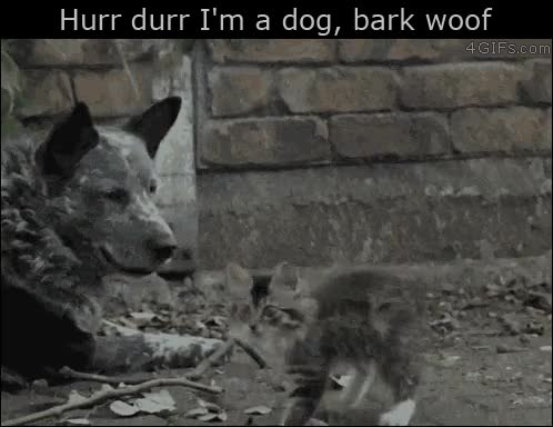 gatos,confianza,si mismos,temer,nada