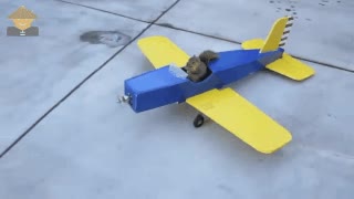 ardillas,cansar,saltar,&aacute;rlbol,construir,avi&oacute;n