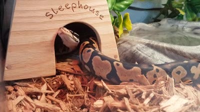 serpiente,lista,pit&oacute;n,caseta,siesta,cabezada