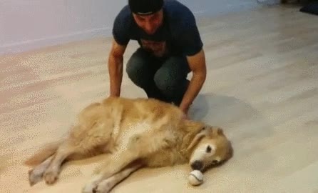 perros,perezosos,necesitar,ayuda,atrapar,pelota