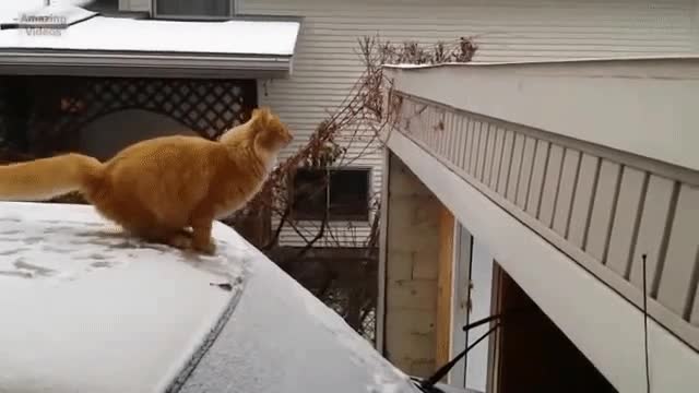 gatos,prever,calcular,distancias,salto,coche