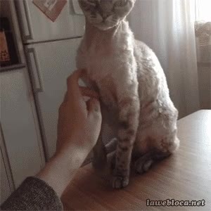 ocurra,intentar,gato,acariciar,humano