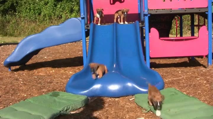 todo listo,cachorros,pasar,grande,jugar,tobog&aacute;n,colchoneta