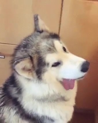perro,olor,aroma,felicidad,cara,lengua