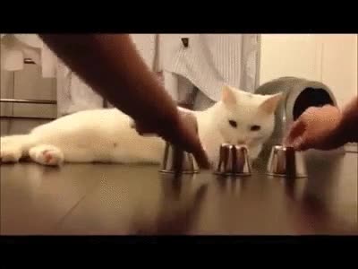 inteligencia,gato,sin palabras,trileros,bola,cubilete