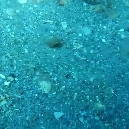 capaz,ver,maestro,camuflaje