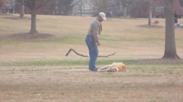 alguien,pasar,bien,perro,tumbado,volver,casa