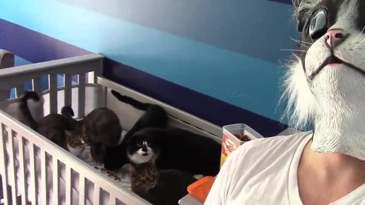 gatos,panico,personas,m&aacute;scara,gato