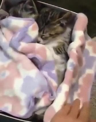 caja,contiene,cosas,adorables,historia,manta,gatos