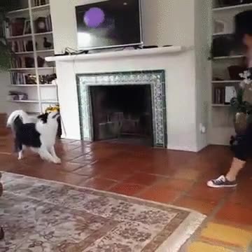 perro,aprender,morder,globo,divertido,jugar