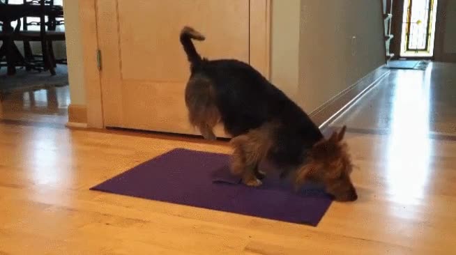perrete,aprender,posturas,yoga