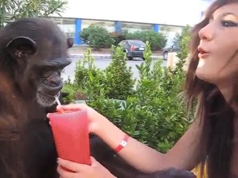 humana,mono,mano,sujetar,ca&ntilde;a