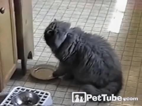 gato,pedir,comida,golpear,plato,hambre