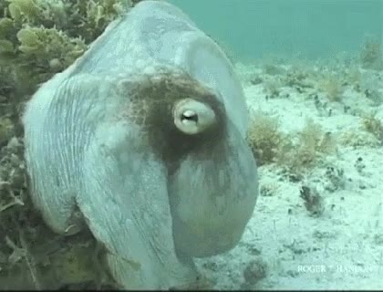 pulpos,maestros,camuflaje,magia